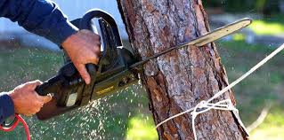 Best Tree Health Inspection  in Lake City, AR