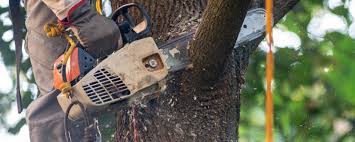 Best Tree Maintenance Programs  in Lake City, AR