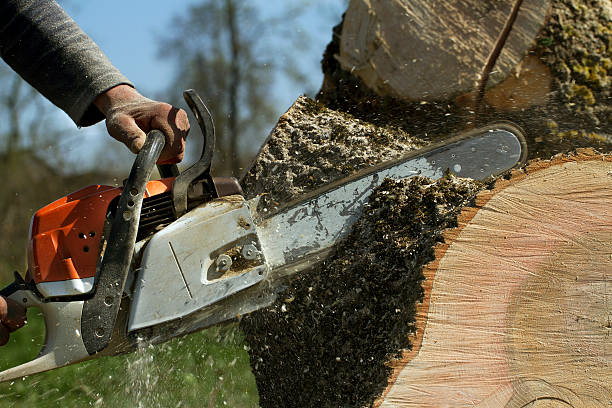 Best Leaf Removal  in Lake City, AR